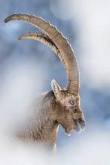 Amazing portrait of Alpine ibex in the snow (Capra ibex)