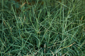 Cynodon dactylon