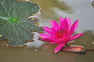 pink​ lotus flower​ in​ pond at​ ubon ratchathani thailand 