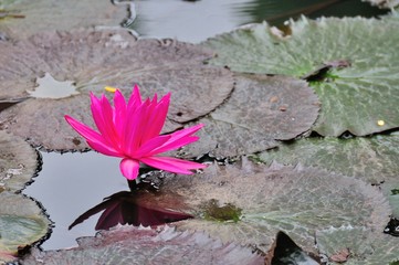 pink​ lotus flower​ in​ pond at​ ubon ratchathani thailand 