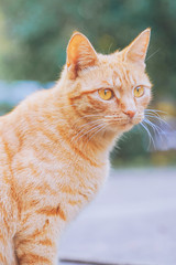 Naklejka premium A little orange cat in the sun, full of spring