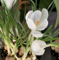 Crocus vernus or spring , giant crocus, white flower variety, a species in Family Iridaceae, native in Europe, early spring flower, ornamental plants in Iridaceae family, Dutch Crocus. Blurred view