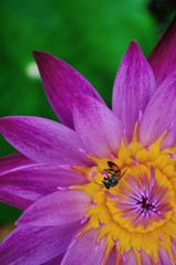  Close​ ​up​ bee on pink​ lotus flower​ at​ ubon ratchathani thailand on​ green 