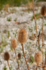 Dipsacus fullonum
