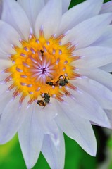  Close​ ​up​ bee on white​ lotus flower​ at​ ubon ratchathani thailand on​ green 