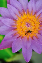  Close​ ​up​ bee on pink lotus flower​ at​ ubon ratchathani thailand on​ green 