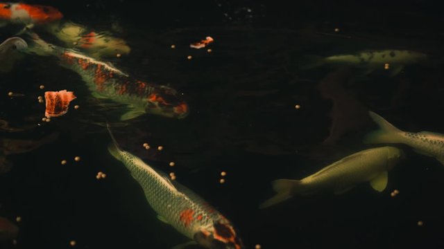 Koi fish or Amur carp fish slow motion swimming in pond. It more specifically nishikigoi and colored varieties of carp in outdoor pond or garden and waterfall. It golden red orange and yellow of body 