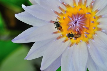 Close​ ​up​ bee on white​ lotus flower​ at​ ubon ratchathani thailand
