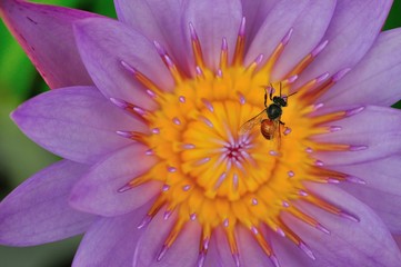 Close​ ​up​ bee on pink​ lotus flower​ at​ ubon ratchathani thailand