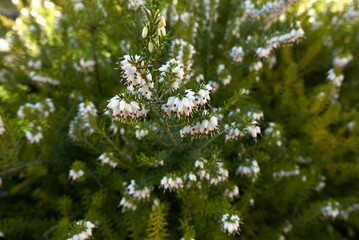 Fototapeta premium Erica carnea