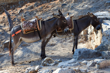 Lindos, Rhodes / Greece - June 23, 2014: Donkeys waiting tourist in Lindos, Rhodes, Dodecanese...