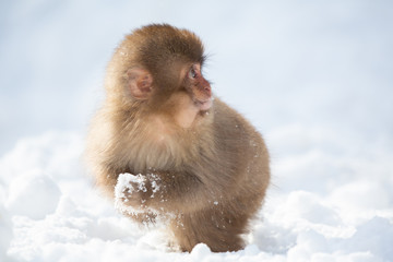 snow monkey 子どもの猿