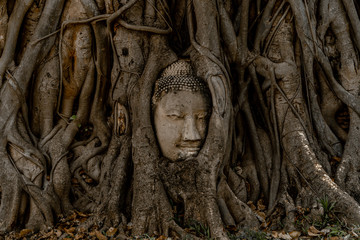 Stone Buddha face carved into tree roots in Ayutthaya, Thailand