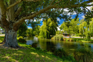 Willow trees by Avon River in Christchurch, New Zealand - obrazy, fototapety, plakaty