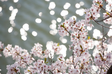 桜と水面の光