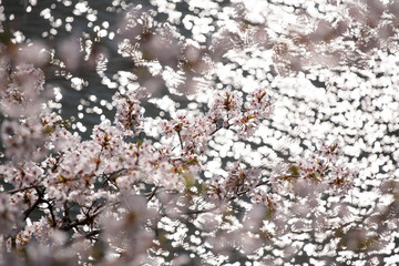 桜と水面の光