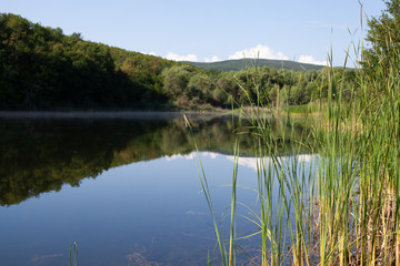 Summer landscape with reed and still lake