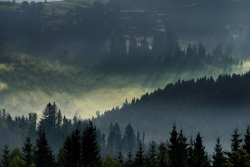 Montagnes couvertes de sapins dans le brouillard. Silhouettes de sapins sombres sur les pentes des montagnes dans le brouillard. Photo sombre, style vintage.