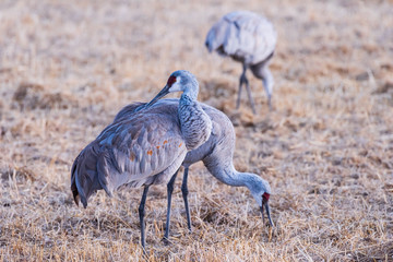 Migrating Greater Sandhill Cranes in Monte Vista, Colorado