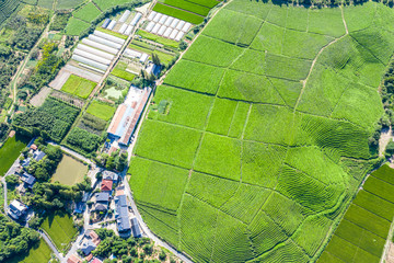 Fototapeta premium tea plantation