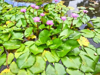 water lilies in the pond