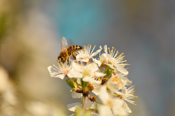 Tree flower blooming in spring
