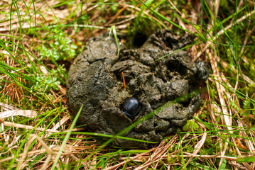 Un scarabée fouillant dans une bouse