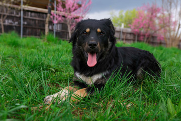 Dog in the yard in grass