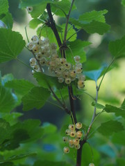 Currant