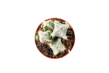 Cactus in pot isolated on white background, top view