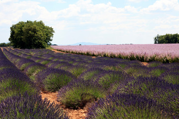 Valensole, Provence / France - May 23, 2016: A Lavender field view in Valensole, France, Provence-Alpes-Cote d'Azur, Alpes-de-Haute-Provence, Valensole