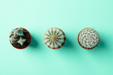 Cacti in pots on mint background, top view