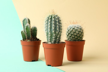 Cacti in pots on two tone background. House plants