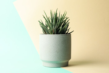 Succulent plant in pot on two tone background, space for text