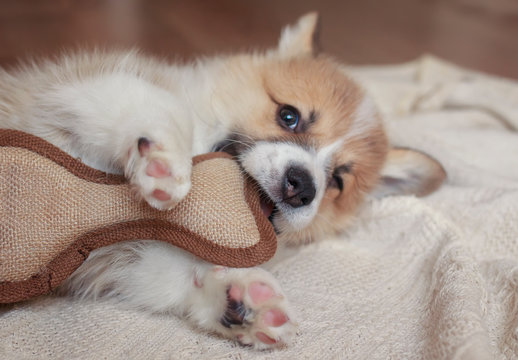 cute little Corgi dog puppy is lying and nibbling a toy, sharpening its small teeth