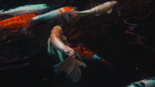 Koi fish or Amur carp fish slow motion swimming in pond. It more specifically nishikigoi and colored varieties of carp in outdoor pond or garden and waterfall. It golden red orange and yellow of body 