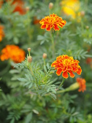 Beautiful Marigold Flowers blooming in garden nature background, orange color flower