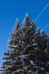 Spruce trees sprinkled with snow on a cold day