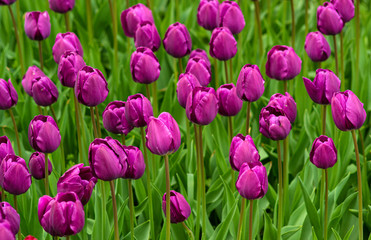 Fototapeta premium field of flowers purple tulips. floral background