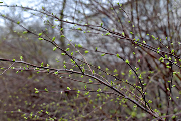 The first leaves appeared on the bush in spring
