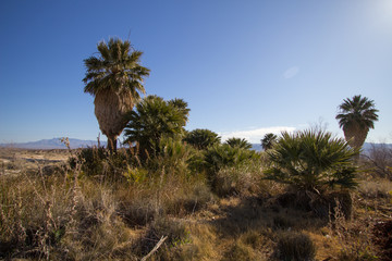 Desert Oasis. Natural desert oasis at Rogers Springs in the Lake Mead National Recreation Area in...