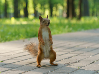 Lustiges Eichhörnchen auf der Straße im Park an einem sonnigen Tag. Ein Eichhörnchen sieht aus wie ein Monster. Das Eichhörnchen stellte sich auf die Hinterbeine. Unterer Winkel. Sie will im Nahkampf kämpfen. Hochauflösendes Foto.