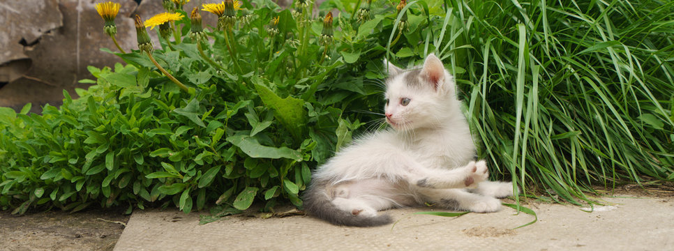 Little White Kitten Lay Down On The Ground. The Kitten First Went Out Into The Yard. The Smell And Sound Around Him Bother. Spring Grass Taller Than Kitten. Animals Theme.