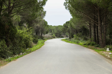 desert road passing through the forest