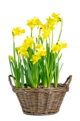 Yellow daffodils in a basket on a white isolated background