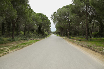 desert road passing through the forest