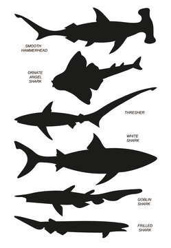 Ocean sharks. Vector black silhouette image.