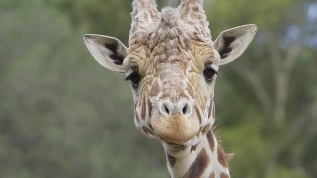 giraffe face chewing super slow motion beauty