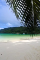 silhouette de palmier sur lagon des Seychelles