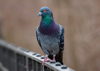 Pigeon is a bird too...almost